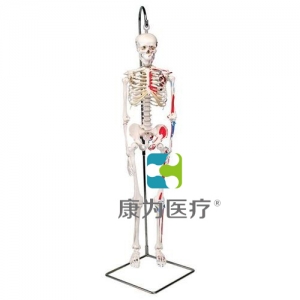 迷你骨骼肌肉模型“Shorty”，帶可懸掛支架