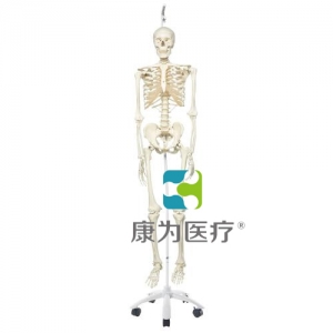 病理骨骼Phil，輪式5腳懸掛架