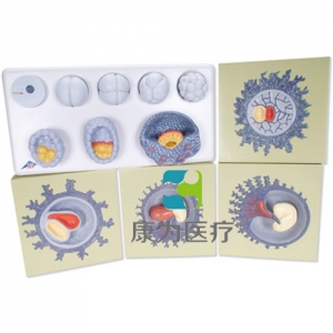 胚胎生長(zhǎng)過(guò)程模型，12個(gè)階段