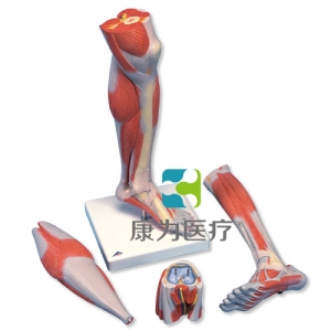 豪華型帶膝的小腿肌模型，3部分