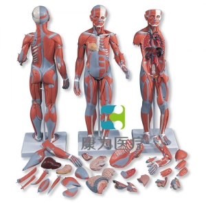 完整兩性人體肌肉模型，帶內(nèi)部器官，33部分
