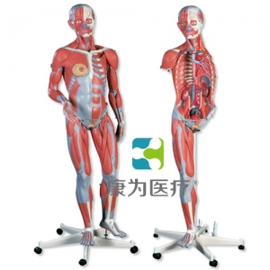 豪華型兩性人體肌肉臂模型，45部分