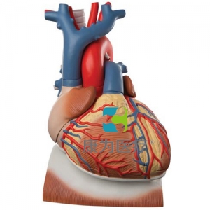 橫膈膜上心臟模型，實(shí)物的3倍，10部分