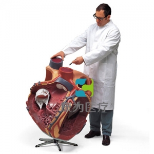 巨型心臟模型，實(shí)物的8倍