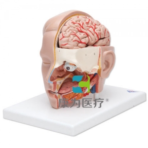 頭模型，6部分