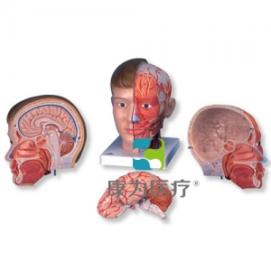 豪華型帶頸頭模型，4部分