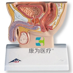 男性骨盆切面模型，實(shí)物的1/2