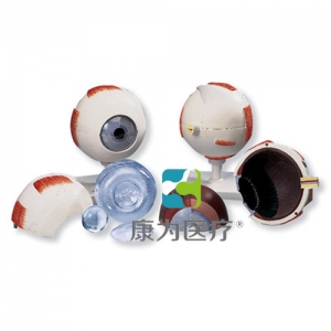 眼模型，實(shí)物的5倍，6部分