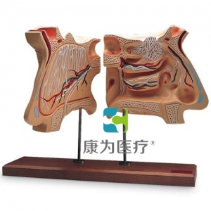 鼻和嗅覺(jué)器官，實(shí)物的4倍