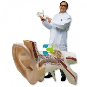 全世界最大的耳模型，實(shí)物的15倍，3部分