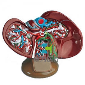 肝膽模型，實(shí)物的1.5倍