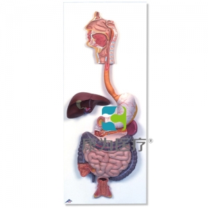 消化系統(tǒng)模型，2部分