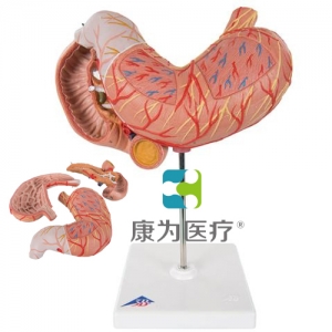 胃模型，3部分