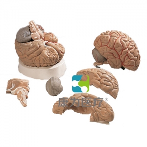 腦及動(dòng)脈模型，5部分