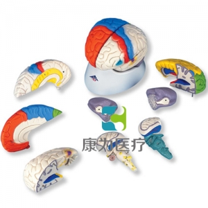 神經(jīng)解剖腦模型，8部分