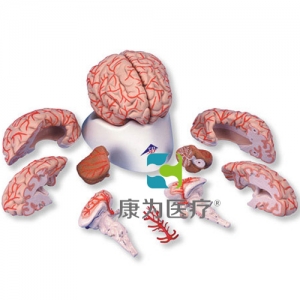 豪華型腦模型帶動(dòng)脈，9部分