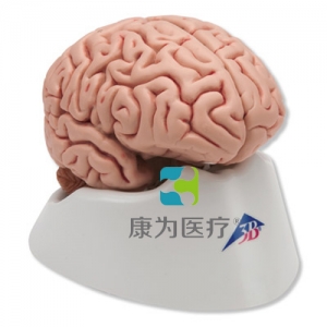 經(jīng)典腦模型，5部分