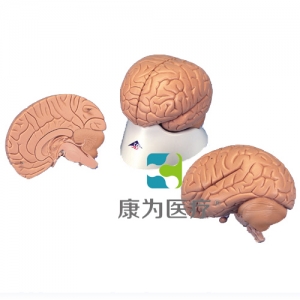 標(biāo)準(zhǔn)腦模型，2部分