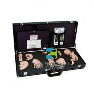 胚胎發(fā)育示教教程(模型、音像帶)