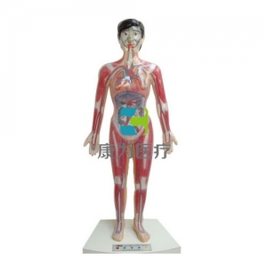 “康為醫(yī)療”微電腦人體心動(dòng)周期與大、小循環(huán)演示模型