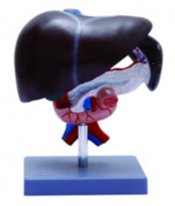 肝、胰及十二指腸示教模型