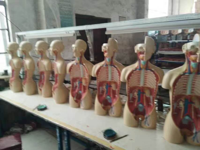 康為醫(yī)療軀干模型生產(chǎn)車間 康為醫(yī)療軀干模型生產(chǎn)車間