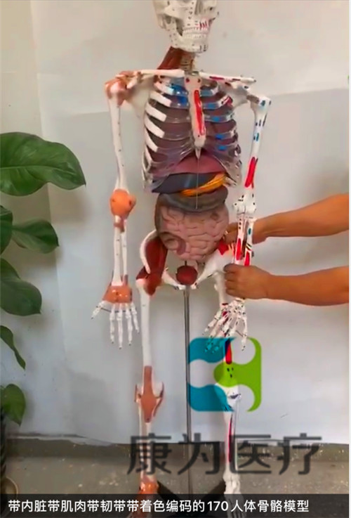 1584674722402941.jpg gpi醫(yī)學(xué)模型.jpg