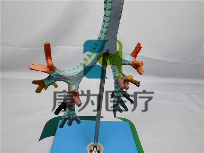 人體喉與氣管支氣管樹(shù)模型 人體喉與氣管支氣管樹(shù)模型