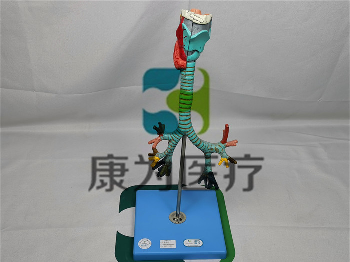人體喉與氣管支氣管樹(shù)模型 人體喉與氣管支氣管樹(shù)模型