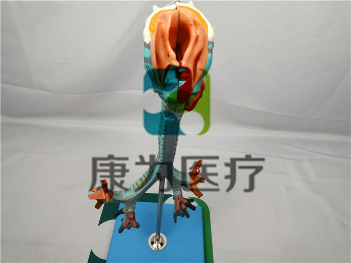 人體喉與氣管支氣管樹(shù)模型 人體喉與氣管支氣管樹(shù)模型