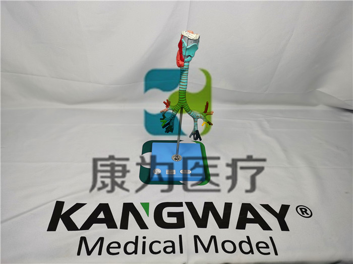 人體喉與氣管支氣管樹(shù)模型 人體喉與氣管支氣管樹(shù)模型