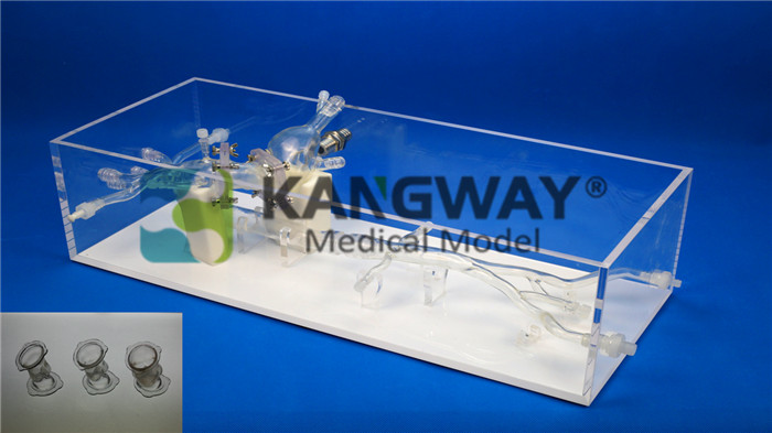 “康為醫(yī)療”心臟瓣膜介入手術訓練模擬器