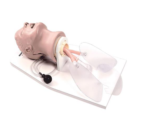 成人氣道管理訓練模擬人,成人氣道管理訓練模型 成人氣道管理訓練模擬人,成人氣道管理訓練模型