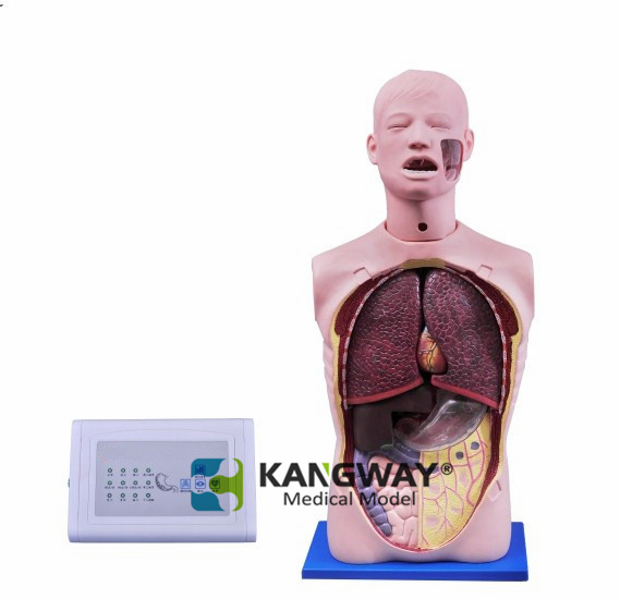 “康為醫(yī)療”醫(yī)模高仿真透明洗胃模型(生命體征設(shè)置) “康為醫(yī)療”醫(yī)模高仿真透明洗胃模型(生命體征設(shè)置)